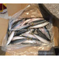 (7-8PCS/kg) W/R New Fish Pacific Mackerel